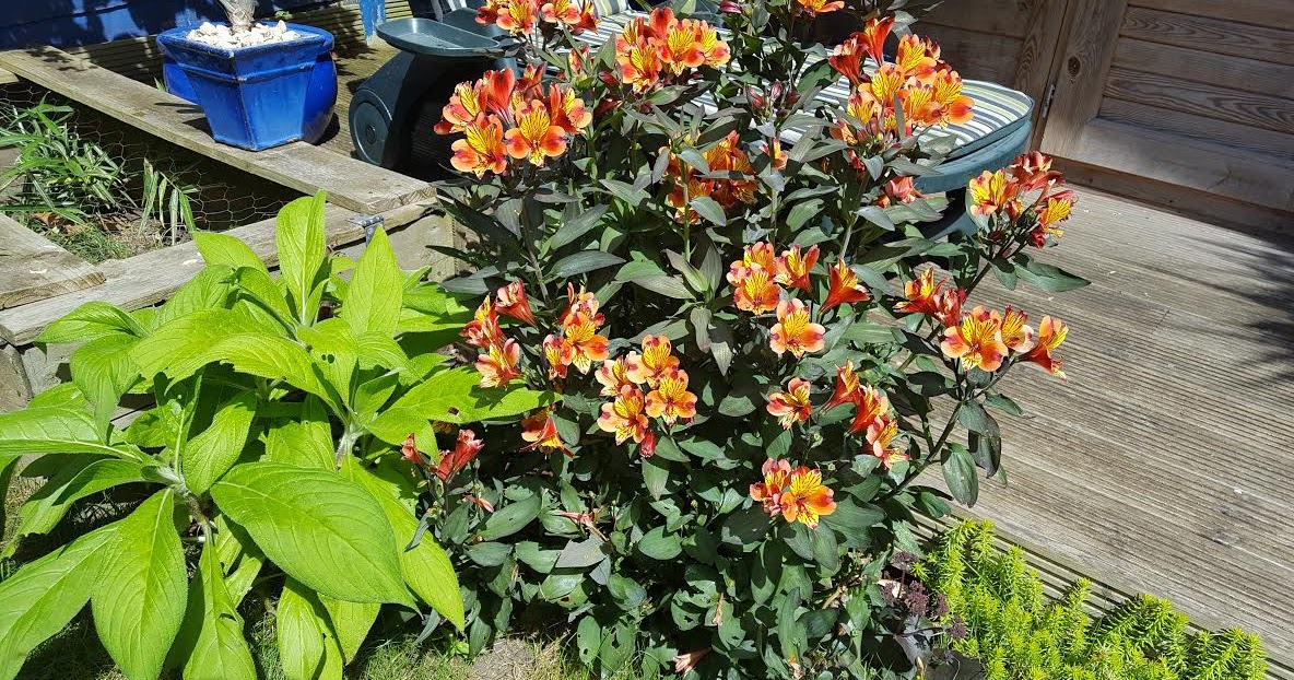 Alstroemeria outlet indian summer